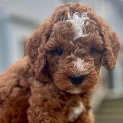 Clark - Red male Cavapoo puppy in Council Bluffs, Iowa from The Doodle Den