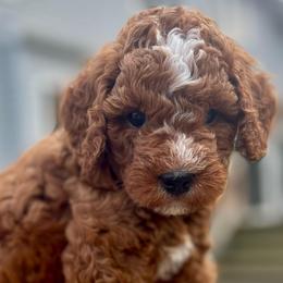Clark - Red male Cavapoo puppy in Council Bluffs, Iowa from The Doodle Den
