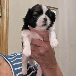 Chocolate - Tricolor female Shih Tzu puppy in Choctaw, Oklahoma from Karen Elliott