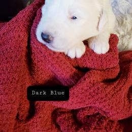 Dark Blue - White male Great Pyrenees puppy in Yucaipa, California from Rusty Horse Ranch Great Pyrenees