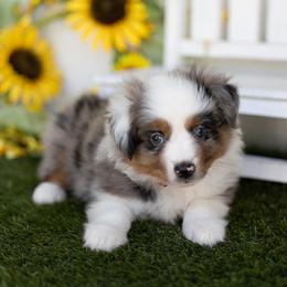 Ovation - Blue merle female Miniature American Shepherd puppy in Granbury, Texas from Best Little Aussies