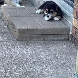 Nutmeg - Black and tan male Pembroke Welsh Corgi puppy in Dawson, Iowa from Carousel Corgis