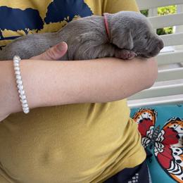 Weimaraner Puppies from Three Oak’s Kennel