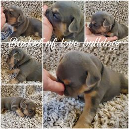 French Bulldog Puppies from Basket of love bulldogs
