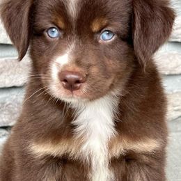 Miniature Australian Shepherd Puppies from Copper Creek Aussies
