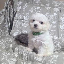 Jill - White female Maltese puppy in Belleville, Michigan from Michigan Maltese Puppies