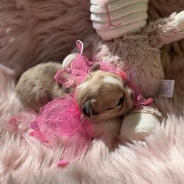 Pebbles - Merle female Chihuahua puppy in Brooksville, Florida from Daystars Chihuahuas
