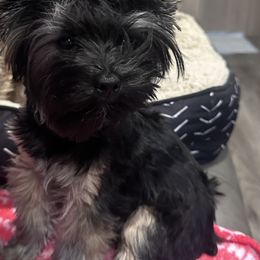 Roxie - Yorkshire Terrier