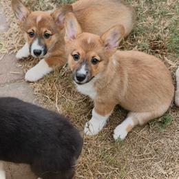 White boy - Red male Pembroke Welsh Corgi puppy in Adairsville, Georgia from R&R Corgis