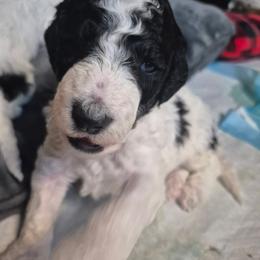 Moyen Chili - Parti male Poodle puppy in Milford, Michigan from Cuddley-Poods Moyen poodles