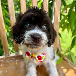 Huck - with training - Brown and white male Cockapoo puppy in Boonville, North Carolina from Doods & Dolls