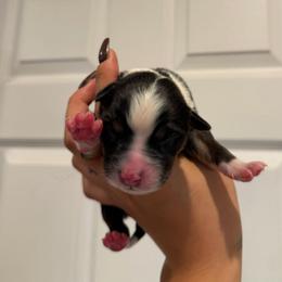 Peanut - Black tri-color male Australian Shepherd puppy in Richmond, Virginia from RVA Aussies
