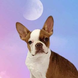 Gypsy - Boston Terrier