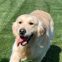 Golden Retrievers from Golden Sensation Kennel