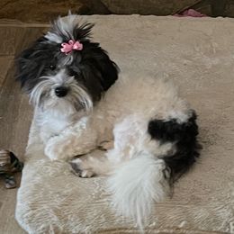 Sweet pea - Coton de Tulear