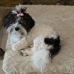 Sweet pea - Coton de Tulear