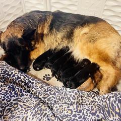 French Bulldog and German Shepherd Puppies from Iron Rim