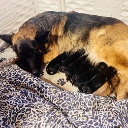 French Bulldog and German Shepherd Puppies from Iron Rim