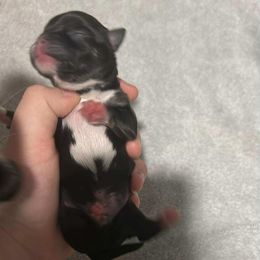 Baby Boy 1 - AKC - Black and white male Chihuahua puppy in Wytheville, Virginia from Southwest Virginia Chihuahua