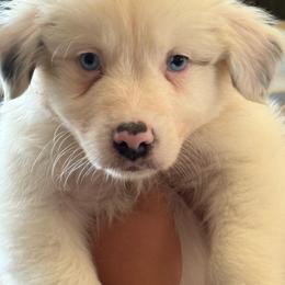 Jake - Blue merle male Australian Shepherd puppy in Rosamond, California from Fly by Nite Australian Shepherds