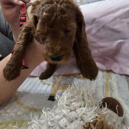 Girl 3 red - Poodle puppy from Sondra's Miniature Poodles