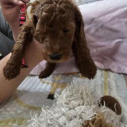 Girl 3 red - Poodle puppy from Sondra's Miniature Poodles