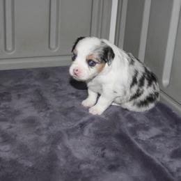 Miniature American Shepherd and Miniature Australian Shepherd Puppies from Red Moon Mini Aussies