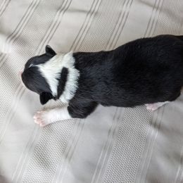 Border Collie Puppies from Sarah M Kwilinski
