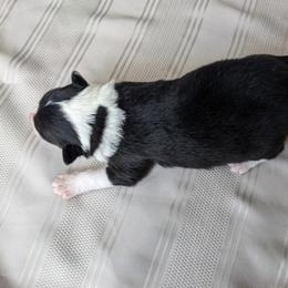 Border Collie Puppies from Sarah M Kwilinski