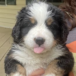 Olive - Black rust and white female Bernese Mountain Dog puppy in Fountain, North Carolina from Stargirl Bernese Mountain Dogs