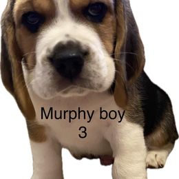 Boy 3 - Black tan and white male Beagle puppy in Needville, Texas from Rancho Robles Kennels