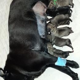 Female 1 - Fawn female Pug puppy in Saint Helens, Oregon from Ebert Golden Retrievers & Pugs