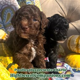 Aussiedoodle, Poodle, and Toy Australian Shepherd Puppies from High Desert Companions