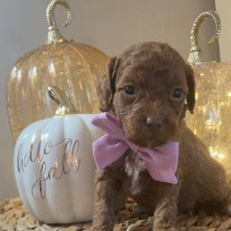 Willow - Red  female Goldendoodle puppy in Trenton, Tennessee from Pickard’s country Golden doodles