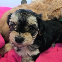 Abby - Black & tan tri-color female Morkie puppy in Thompson, Iowa from Weiss's Puppies