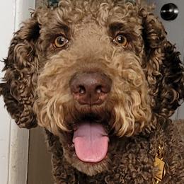Aussiedoodles, Poodles, and Sheepadoodles from BellCoop Ranch
