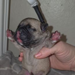 Male masked fawn - Fawn male French Bulldog puppy in Phoenix, Arizona from ANE French Bulldogs