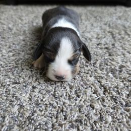 Bella - Black tan and white female Beagle puppy in Greenwood, Missouri from Nukee Beagles and Corgis