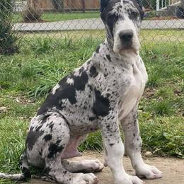 Great Danes from Alta Great Danes