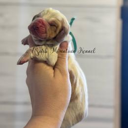 Green boy - Red and white male Basset Hound puppy in Conway, Missouri from Ozark Mountain Kennel