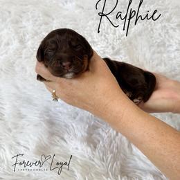Ralphie - Chocolate male Australian Labradoodle puppy in Oregon from Forever Loyal Labradoodles