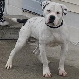 Grimm - Alapaha Blue Blood Bulldog