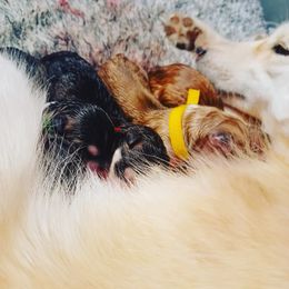 American Eskimo Dog and Pomsky Puppies from House Snow: Kahleesie's Fireborn Pomskies