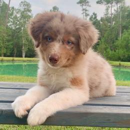 Poppy - Red merle female Australian Shepherd puppy in Star City, Arkansas from Blush & Lace Aussie Co.