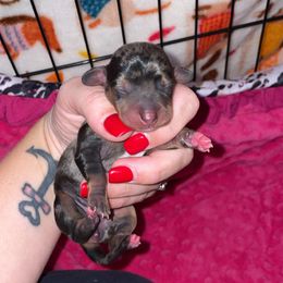 Belle - Dapple female Dachshund puppy in Liberty Hill, Texas from Champion Dachshunds