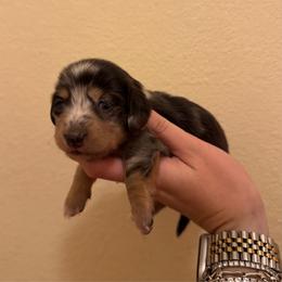 Dapple Longhair Female - Dapple female Dachshund puppy in El Paso, Texas from LF & Co Dachshunds