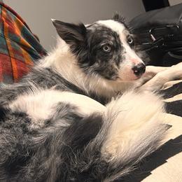 Zin - Border Collie