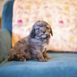 Mirabella - female Cavapoochon puppy in Mead, Washington from Habibi Bears - Beloved Teddy Bear Puppies