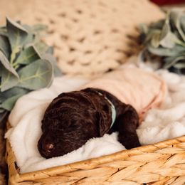 Bernedoodle and Labradoodle Puppies from Royal Doodles