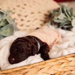 Bernedoodle and Labradoodle Puppies from Royal Doodles